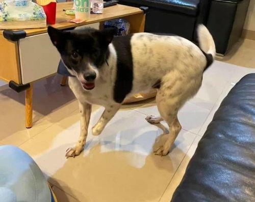 娱乐吃瓜酱小狗安慰,娱乐吃瓜酱的暖心安慰之道