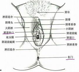 女人尿尿的地方的图片
